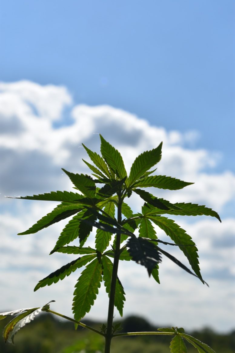 Read more about the article Hemp is Growing Faster than Legislation