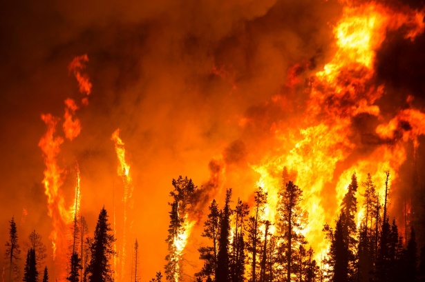 Read more about the article A Huge Coronavirus Forest Fire