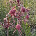 My obsession with buckthorn