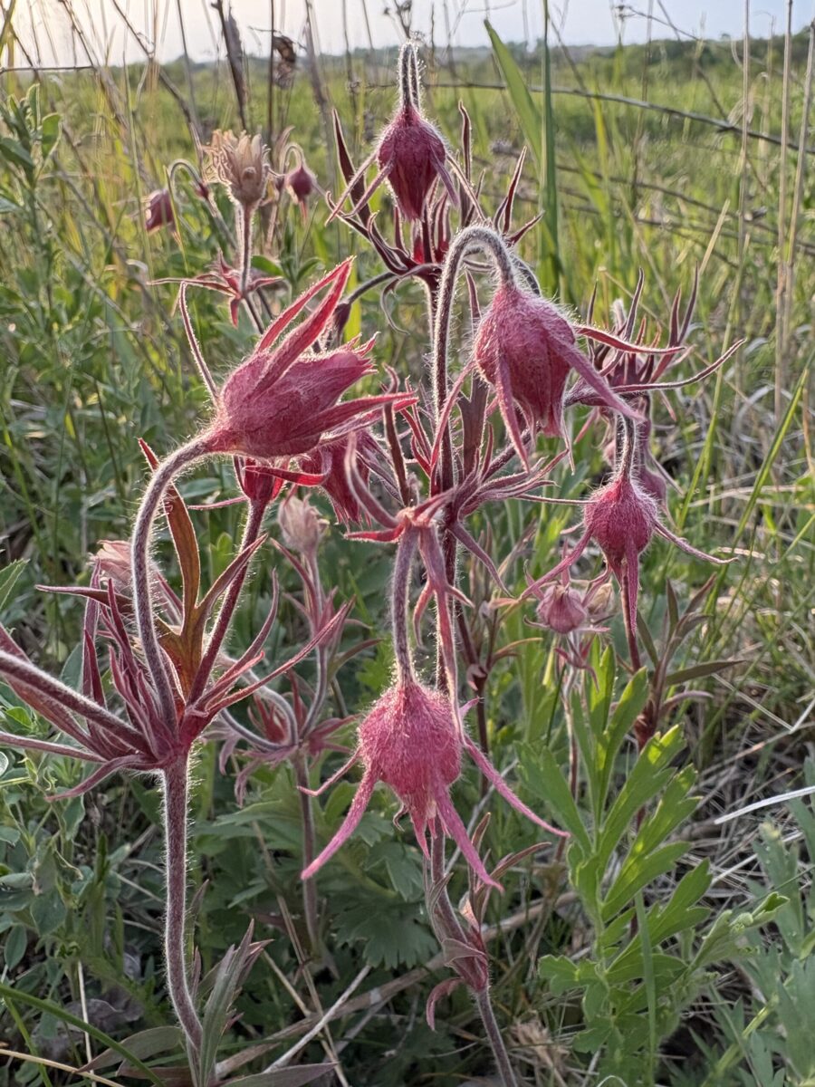 You are currently viewing My obsession with buckthorn