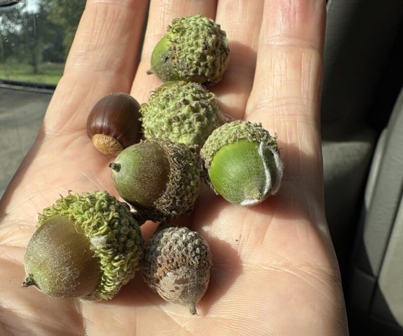 You are currently viewing  The Great Acorn Drop is Underway!